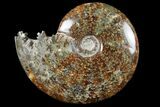 Polished, Agatized Ammonite (Cleoniceras) - Madagascar #97367-1